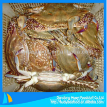 premium frozen abundant blue swimming crab with good exporter